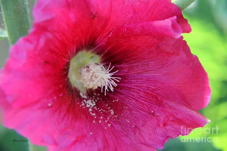 Red Hollyhock Photograph by Yumi Johnson