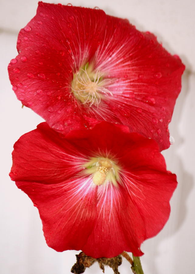 Flowers Still Life Photograph - Red Hollyhocks by Donna Walsh