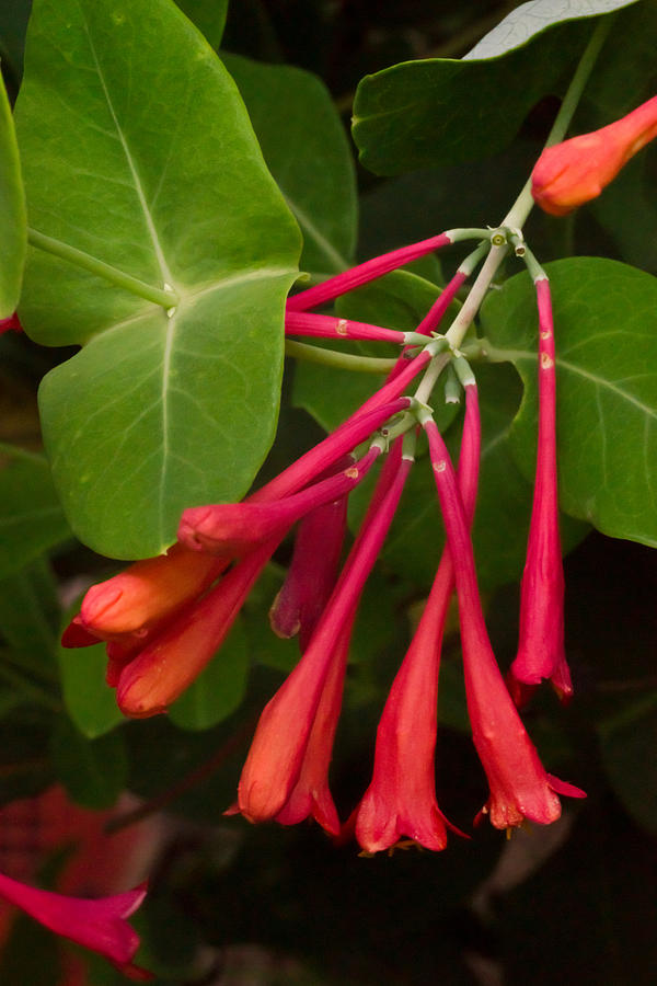 Red Honeysuckle Blossoms 3 Photograph by Douglas Barnett