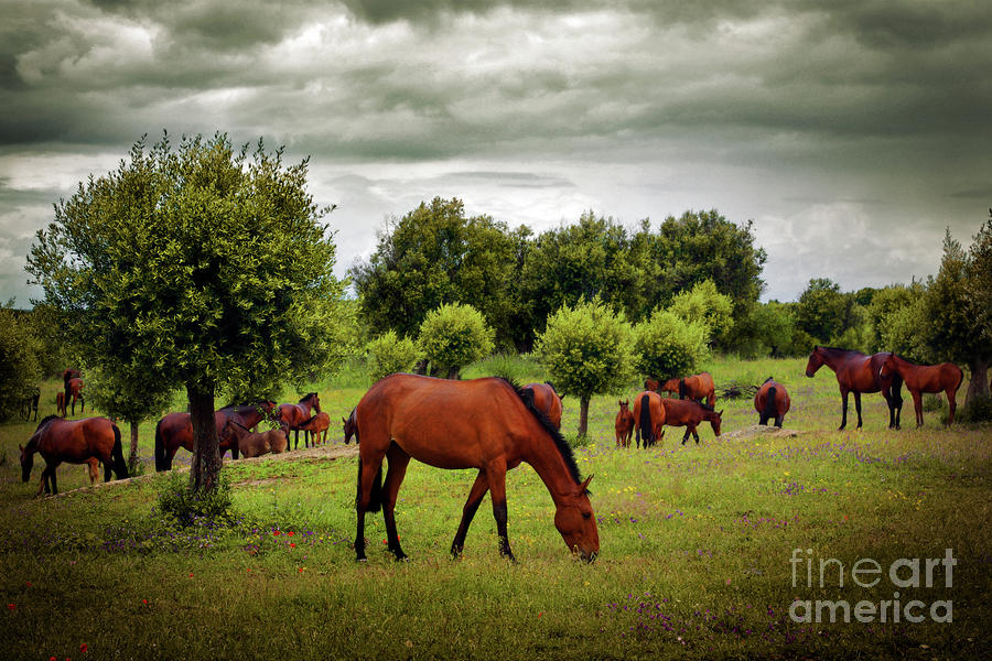 Red Horses Photograph by Carlos Caetano