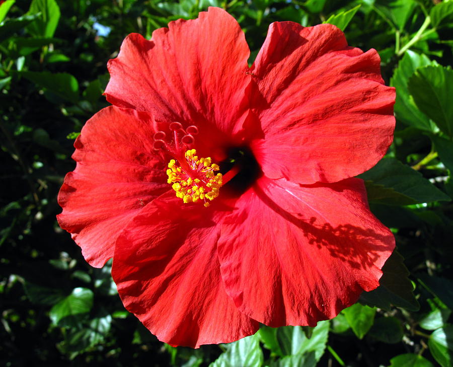Red Hot Hibiscus Photograph by Linda Larson