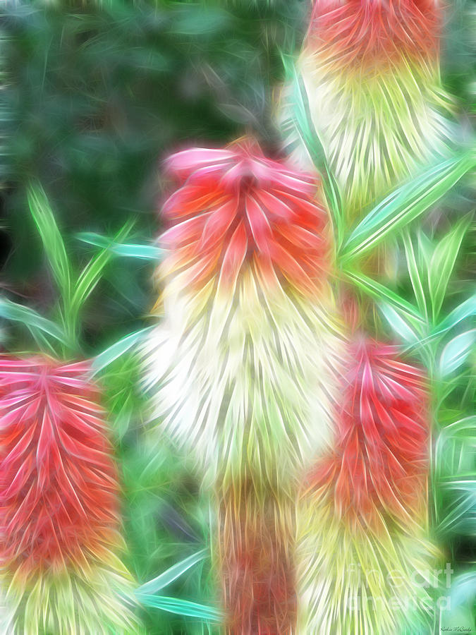 Red Hot Poker Flower Photograph by Kathie McCurdy