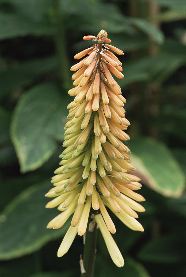 Red Hot Poker (kniphofia 'tawny King') Photograph by Archie Young - Pixels