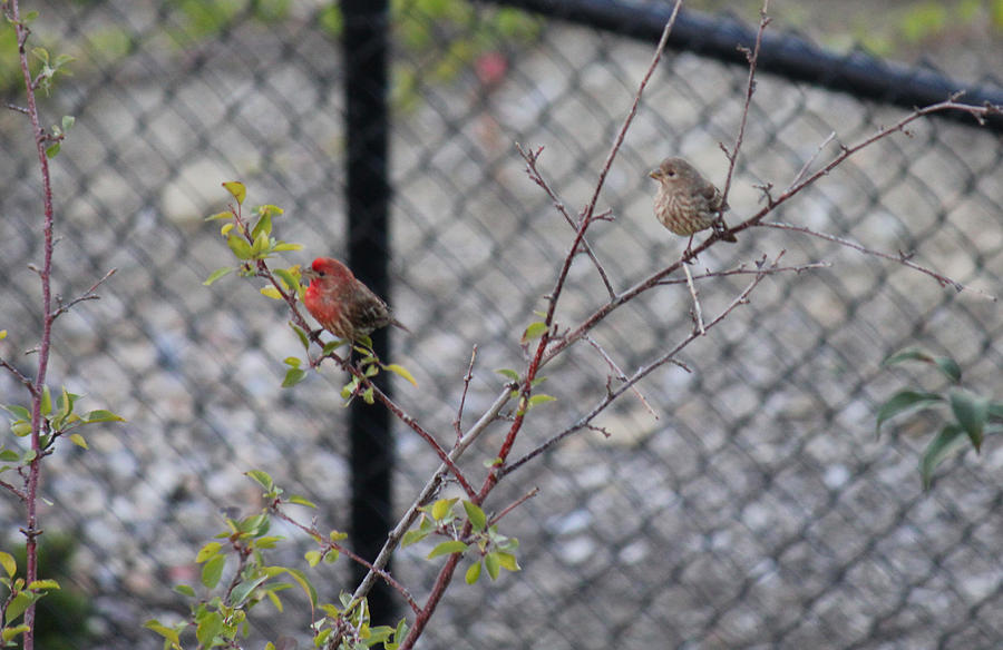 Red House Finch Photograph by Donna L Munro