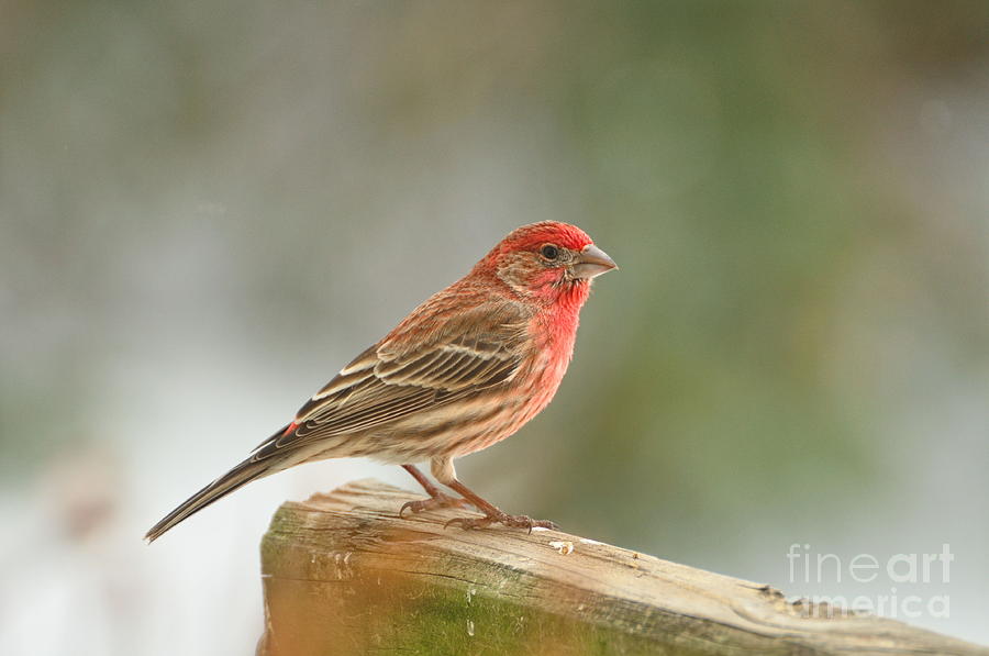 Red House Finch Photograph by Pamela Baker