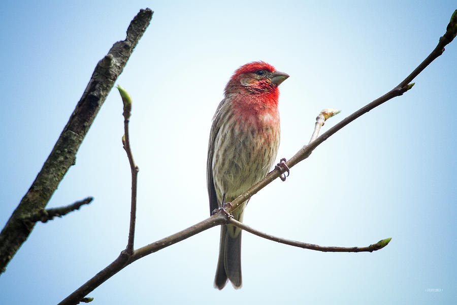 Red House Finch Photograph by Steven Llorca