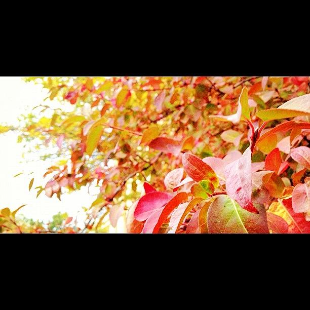 Tree Photograph - Red In Autumn by Supat Rattanasuksun