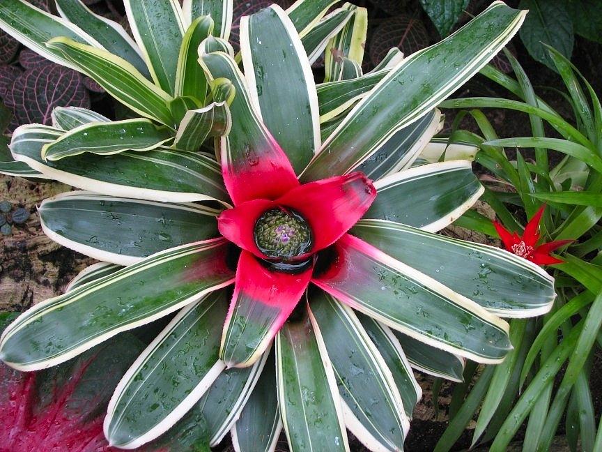 Red In Green Photograph by Don L Williams Red In Green Photograph by Don L Williams