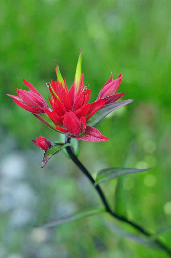 Banff National Park Photograph - Red Indian Paintbrush by Lisa Phillips