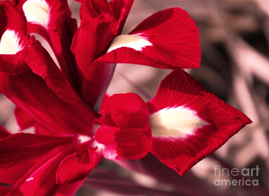 Red Iris Photograph by Amalia Suruceanu