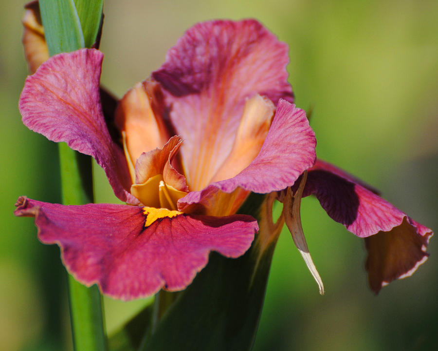 Red Iris Photograph by Jai Johnson