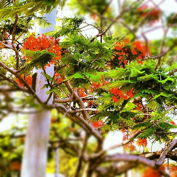 Red Jacaranda Tree Photograph by Kristy Vlad