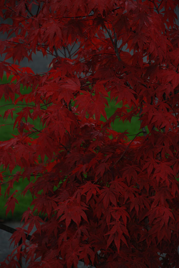 Red Japanese Maple Leaves Photograph by Carol Eliassen