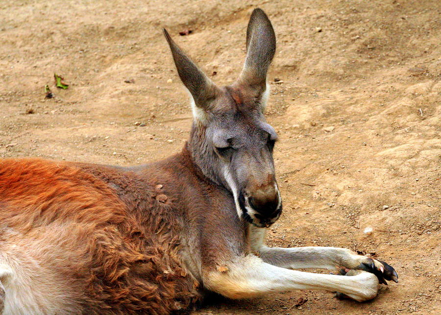 The red kangaroo - Macropus rufus Yoga Mat