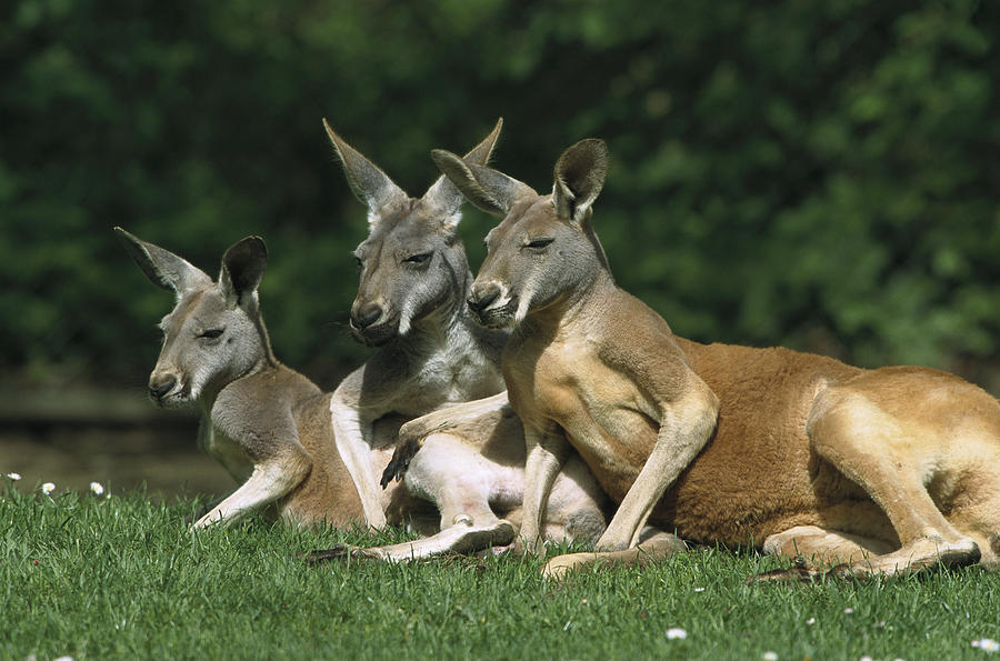 Red Kangaroo Macropus Rufus Trio Photograph by Konrad Wothe