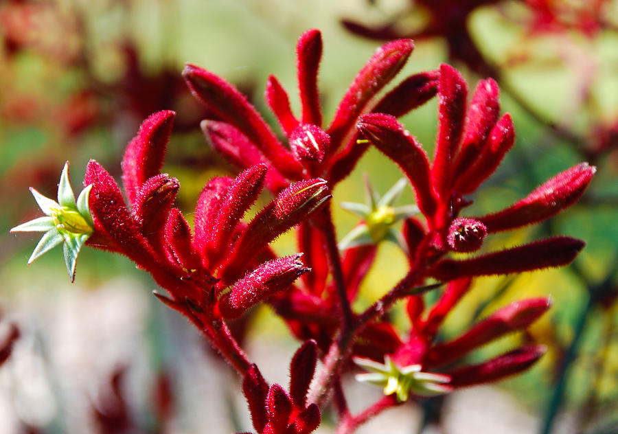 Red Kangaroo Paw 1 Photograph by Fran Woods