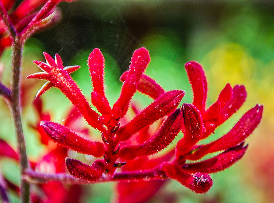 Red Kangaroo Paw 2 Photograph by Fran Woods