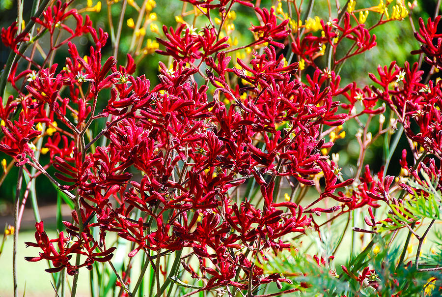 Red Kangaroo Paw 3 Photograph by Fran Woods