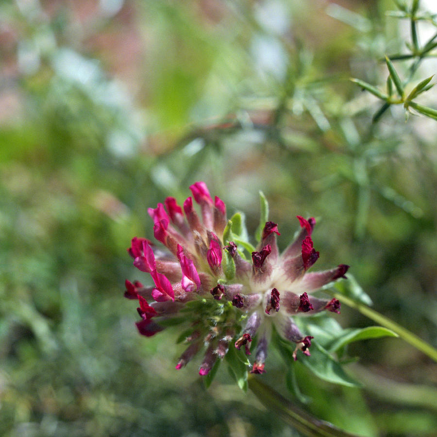 Red kidney vetch or Anthyllis vulneraria Photograph by Paul Cowan
