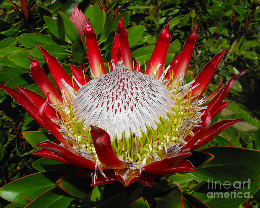 Red King Protea Photograph by Rebecca Margraf