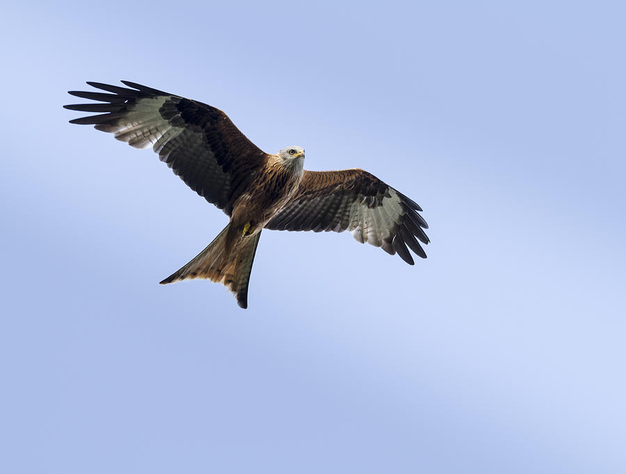 Red Kite In Flight Photograph by Ian Gethings