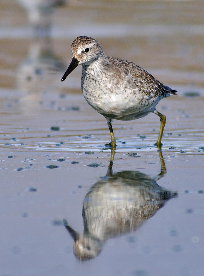 Red Knot mirrored Photograph by Perry Van Munster
