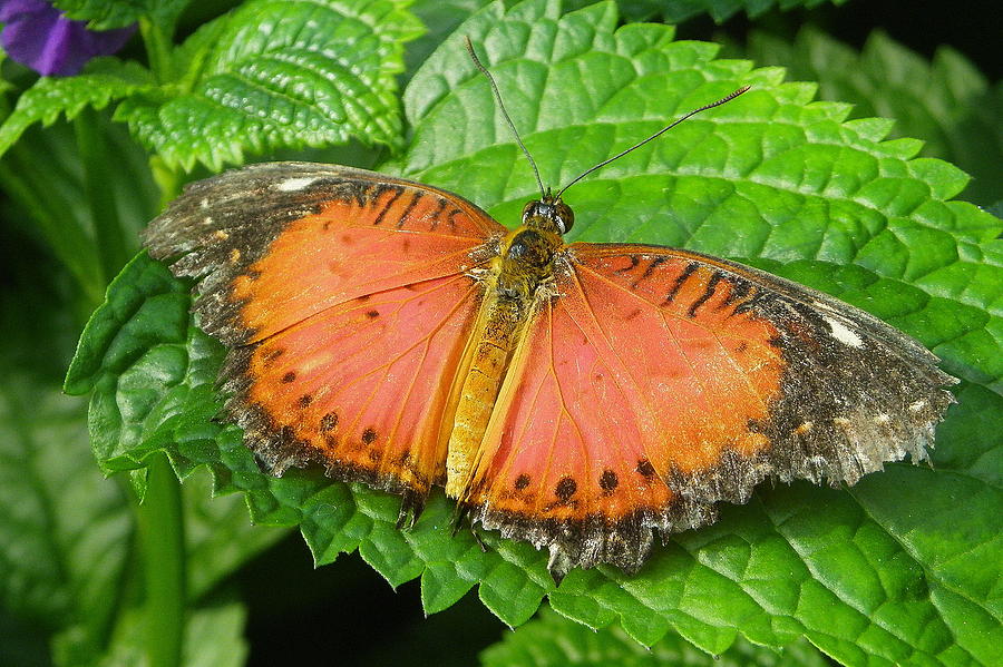 Red Lacewing Photograph by Kate OConnor - Fine Art America