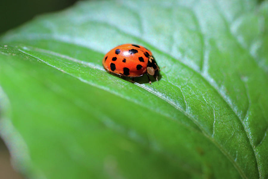 Ladybug Photograph - Red Lady by Adam Long