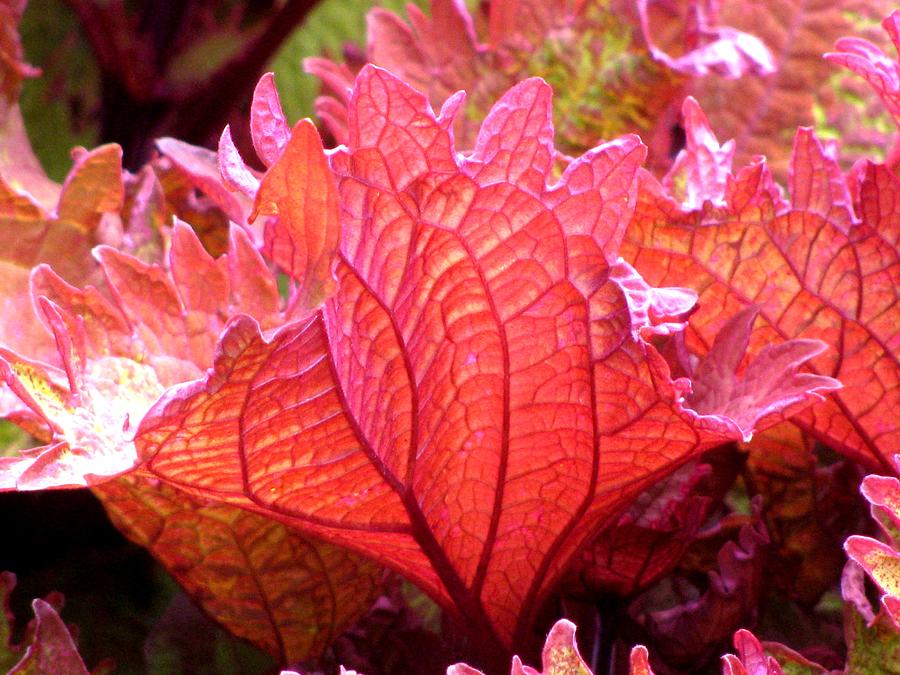 Red Leaf Photograph by Alfred Ng Red Leaf Photograph by Alfred Ng