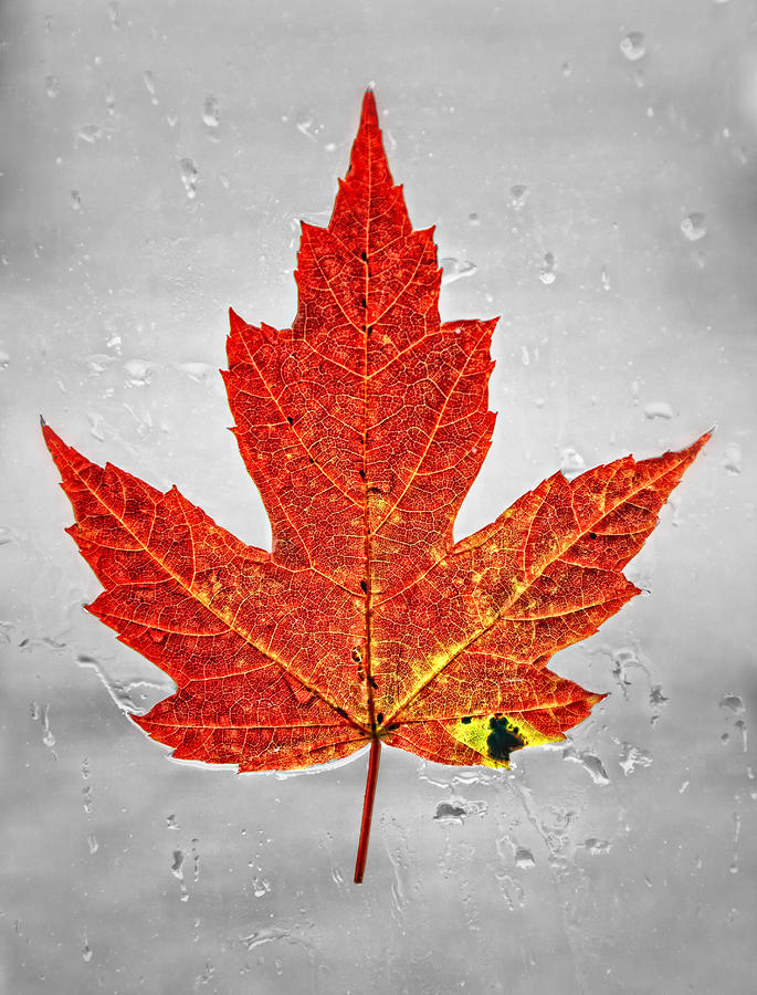 Red Leaf Photograph - Red Leaf by Brian Mollenkopf Red Leaf Photograph - Red Leaf by Brian Mollenkopf