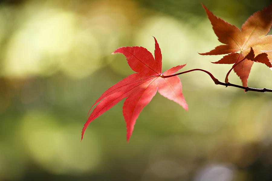 Red leaf. Photograph by Clare Bambers