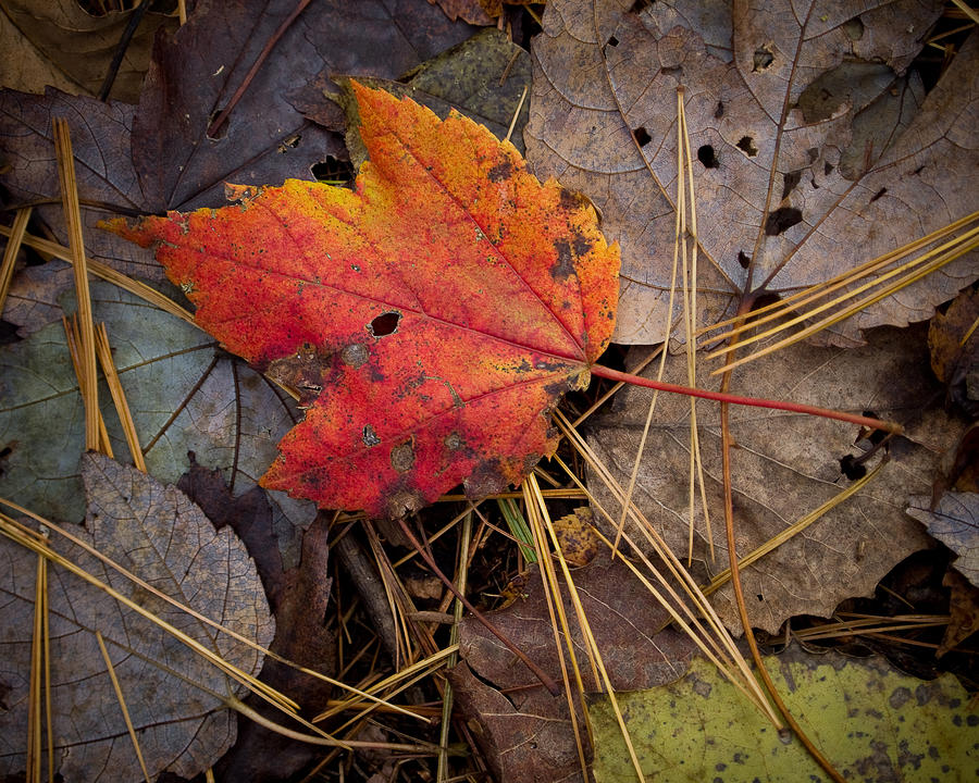 Red Leaf Photograph by Craig Leaper