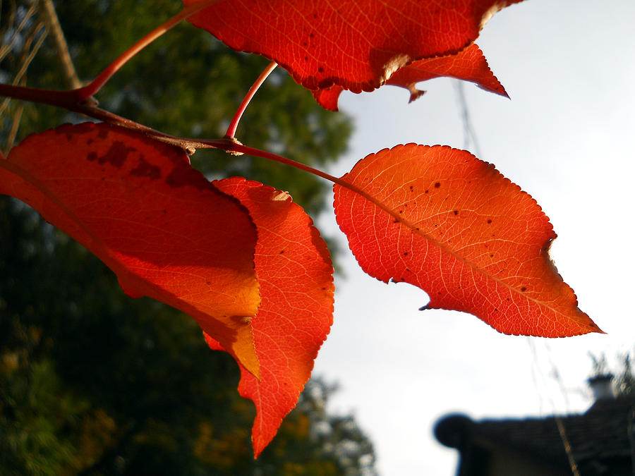 Red Leaf Photograph