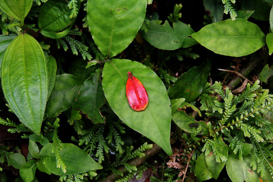 Red Leaf Green Leaf Photograph by Jennifer Bright Burr