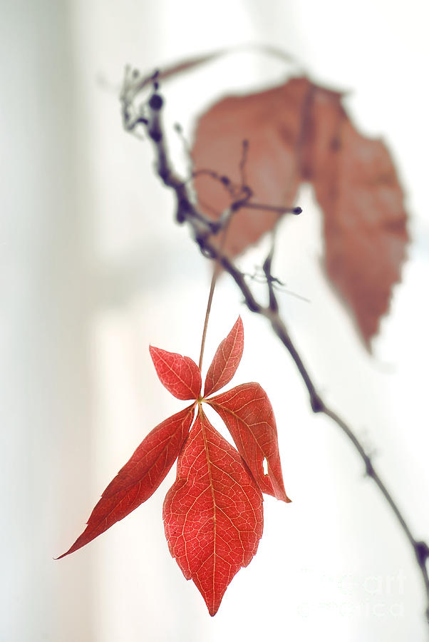 Red Leaf Photograph by HD Connelly