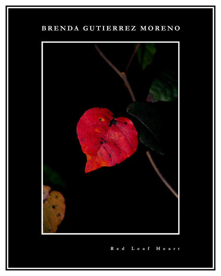 Valentines Day Photograph - Red Leaf Heart black border by Brenda Gutierrez Moreno