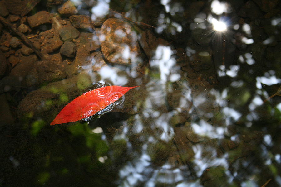 Red Leaf in the Water Photograph by Jennifer Bright Burr