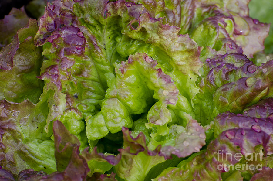Red Leaf Lettuce Photograph by Jim And Emily Bush