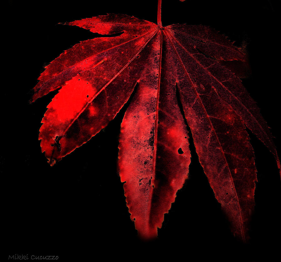 Red Leaf Photograph by Mikki Cucuzzo