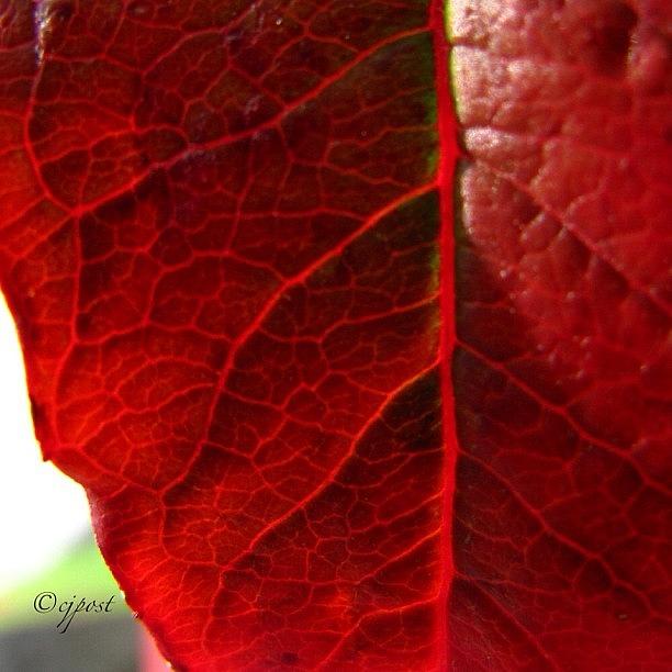 Fall Photograph - Red Leaf #nofilter #noedit #red #leaf by Cynthia Post