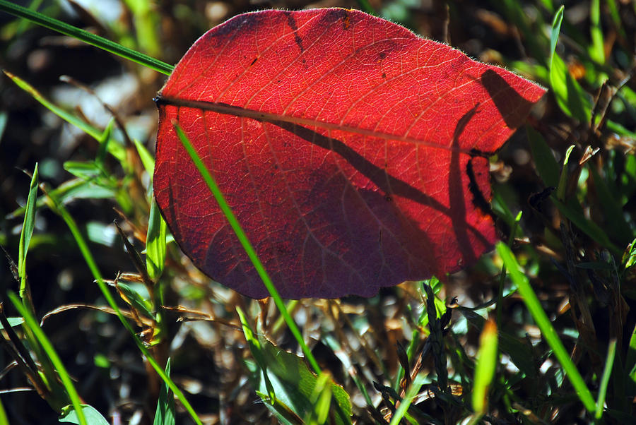 Red Leaf on Green Photograph by Jeffrey Platt