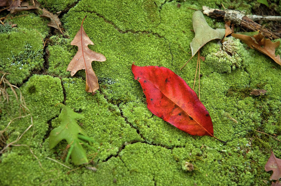 Red Leaf on Moss Photograph by Steve Stuller