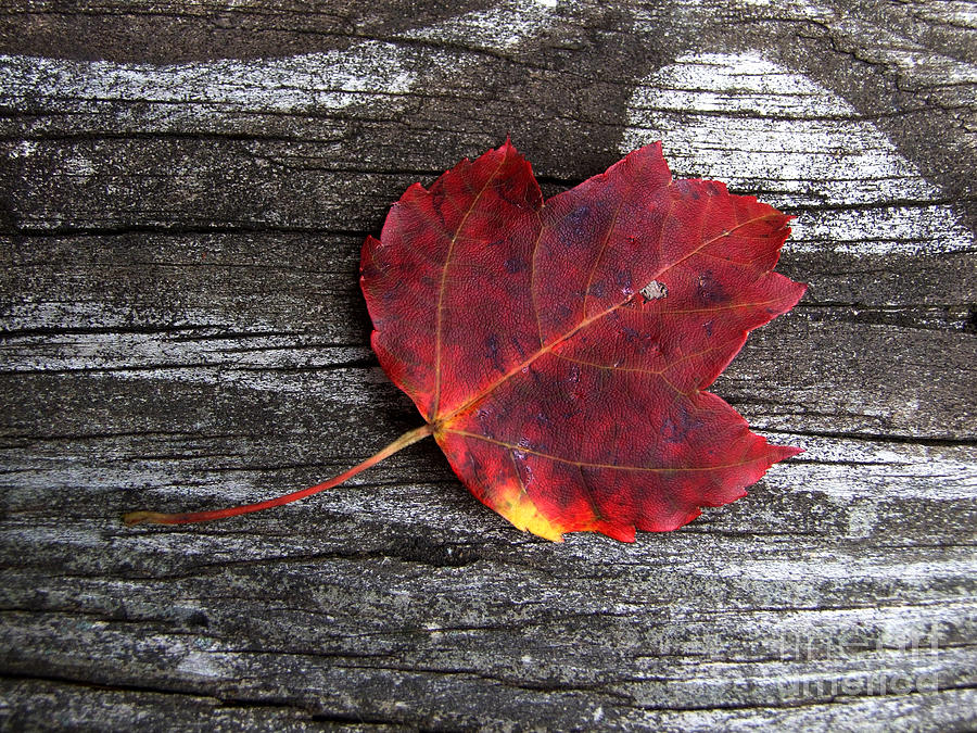Red Leaf Photograph Photograph by Kristen Fox