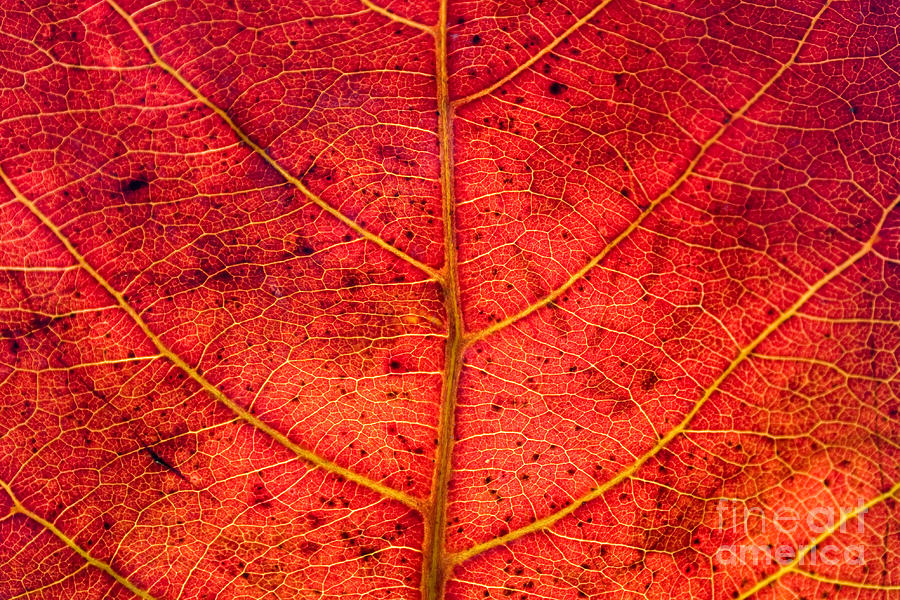 Red leaf texture Photograph by Jomphong Polprasart - Fine Art America