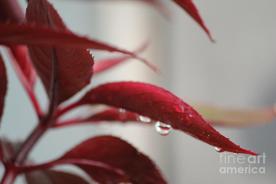 Nature Photograph - Red Leaf Waterdrops by Sheri Simmons
