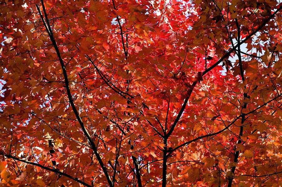 Red Leaves Black Branches Photograph by Rich Franco - Fine Art America