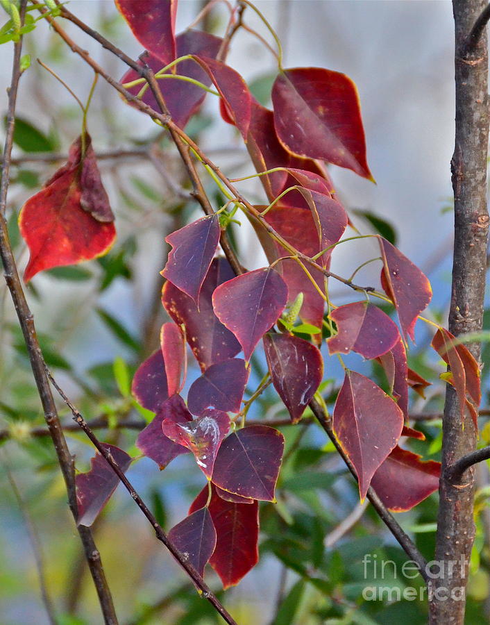 Red Leaves Photograph by Carol  Bradley
