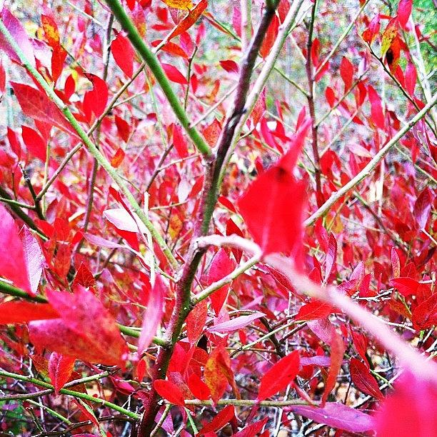 Nature Photograph - Red Leaves by Derek M