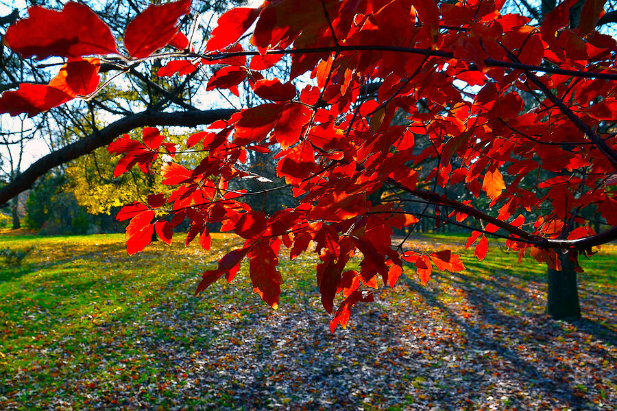 Red Leaves Photograph by Dragan Kudjerski
