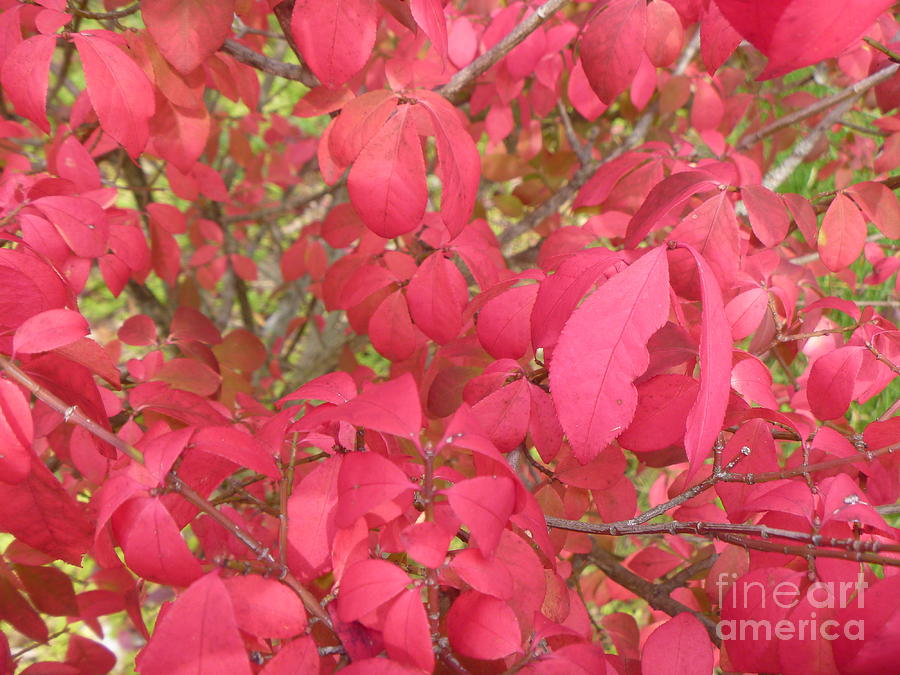 Red Leaves IIi Photograph